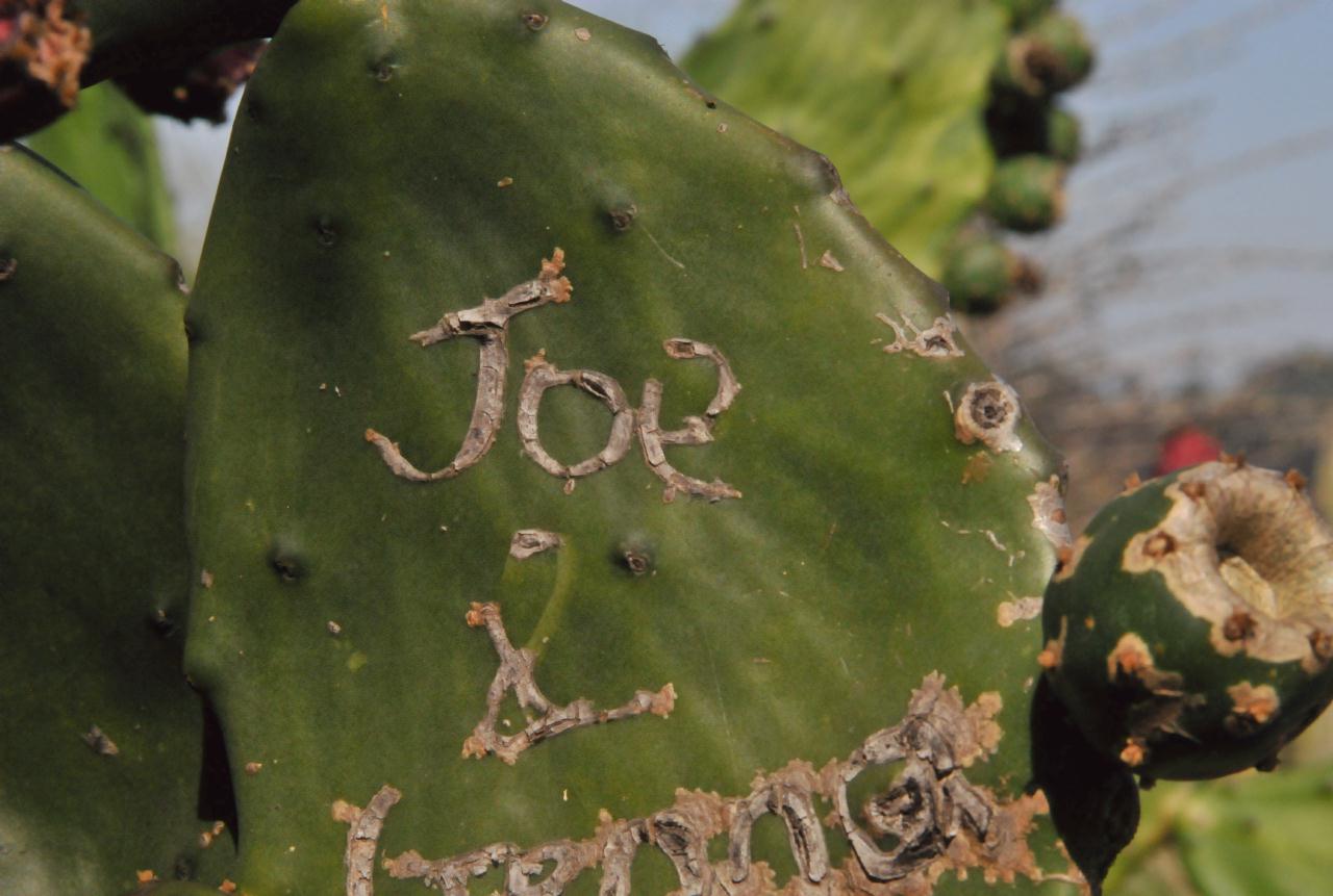 ./Desert_Garden_Balboa_Park_20101012_132818_BCX_9711.jpg