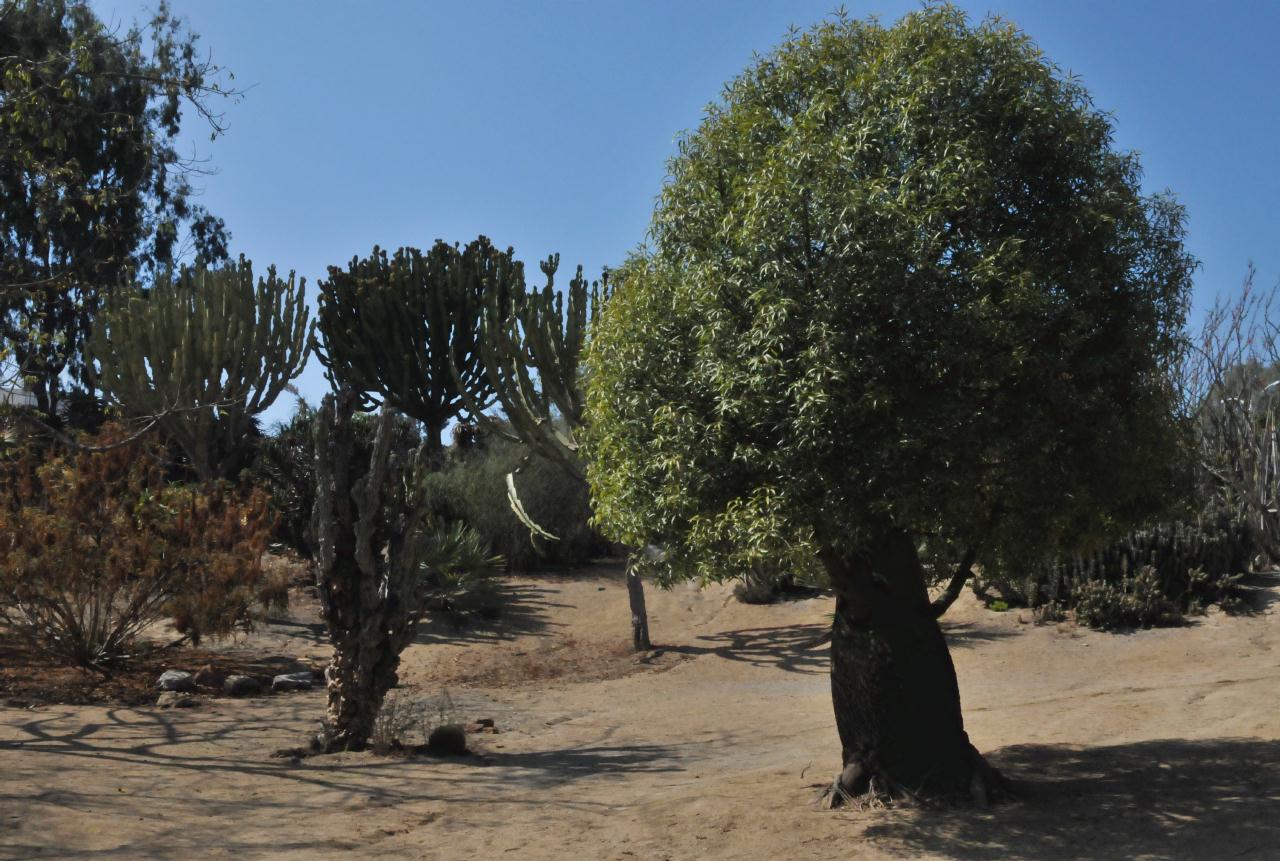 ./Desert_Garden_Balboa_Park_20101012_133120_BCX_9720.jpg