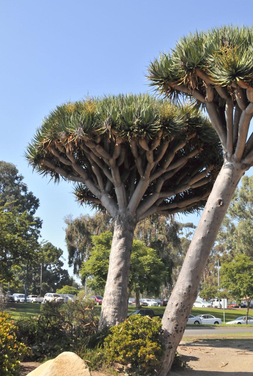 ./Desert_Garden_Balboa_Park_20101012_133741_BCX_9737.jpg