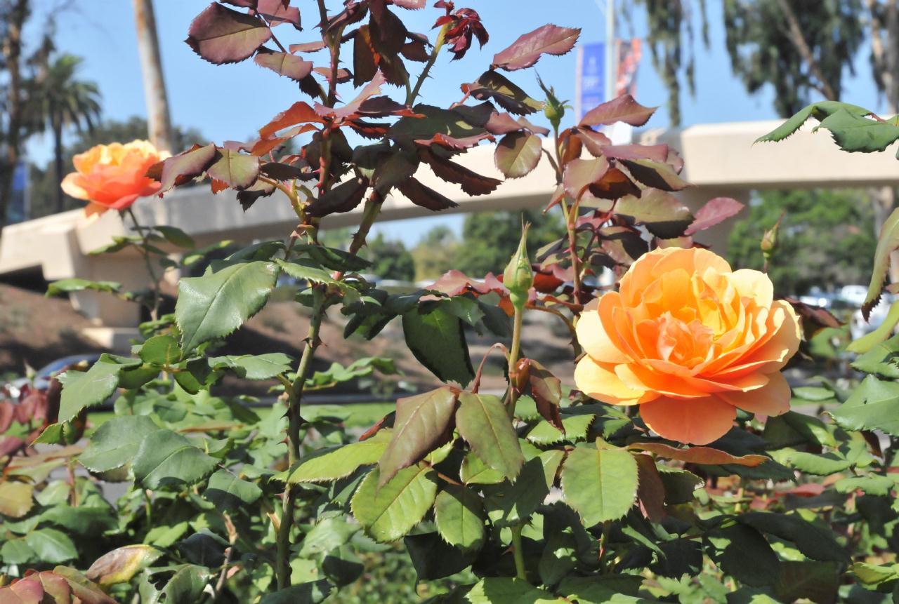 ./Rose_Garden_Balboa_Park_20101012_131232_BCX_9683.jpg