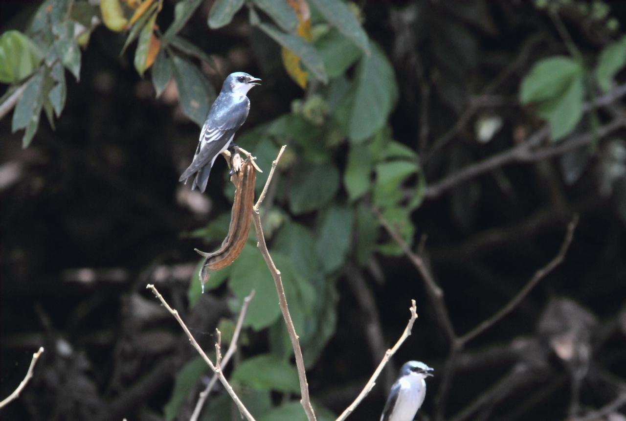 ./NatureCruiseArenalCostaRica20080911_23_1935TNT.jpg