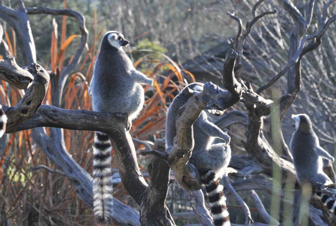 ./FaunaSafariWest20090221_07_082902_4561TNT.jpg