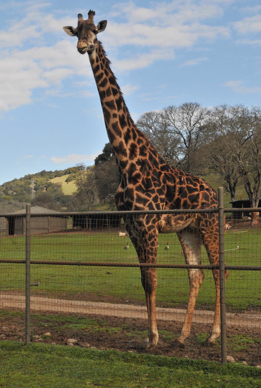 ./WalkSafariWest20090221_17_092554_9834BCX.jpg