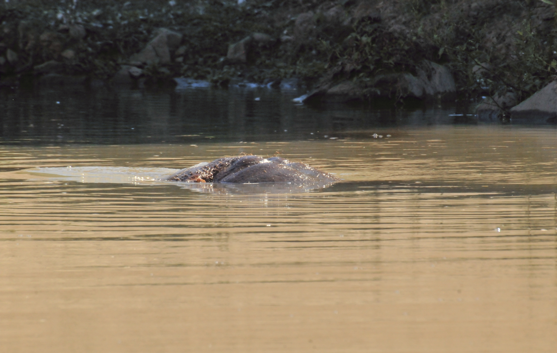 ./Wildlife_Safari_20150924_130853_T15_1788.jpg