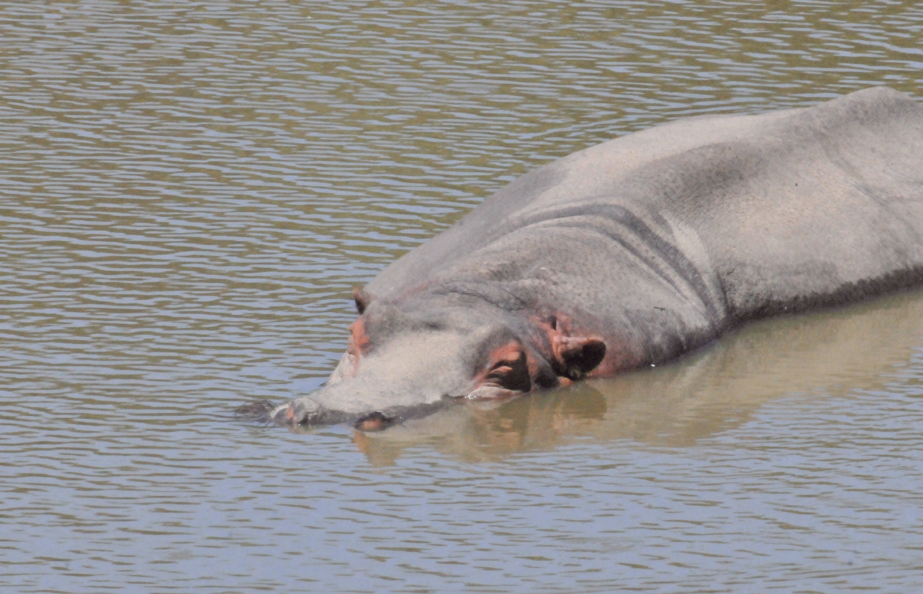 ./Wildlife_Safari_20160825_115236_T16_0879.jpg