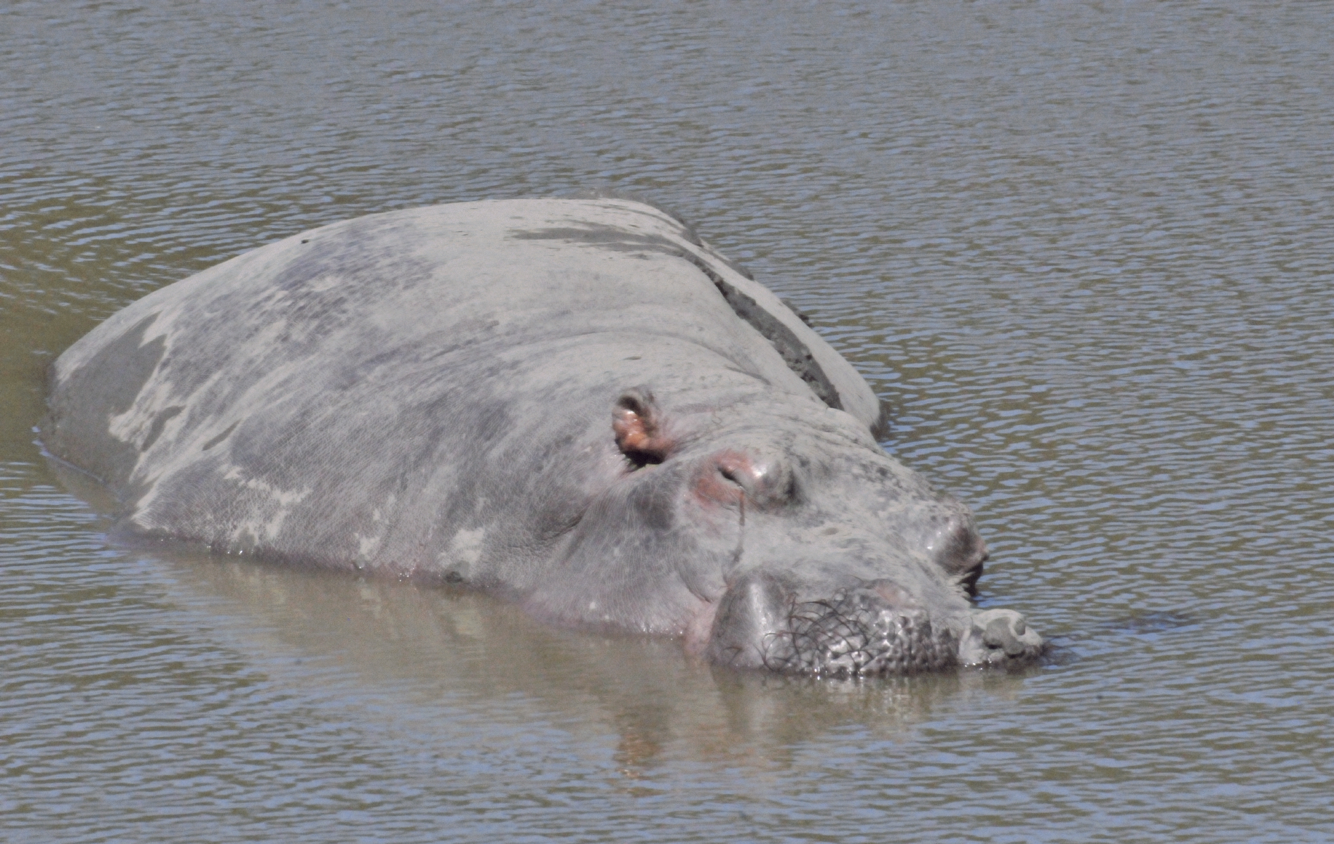 ./Wildlife_Safari_20160825_115315_T16_0883.jpg