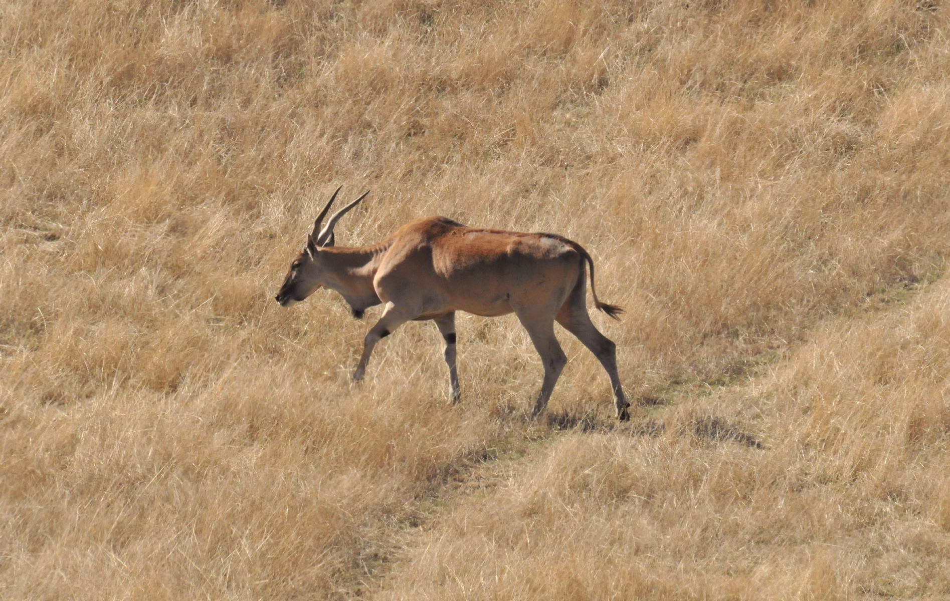 ./Wildlife_Safari_20150924_120344_T15_1610.jpg