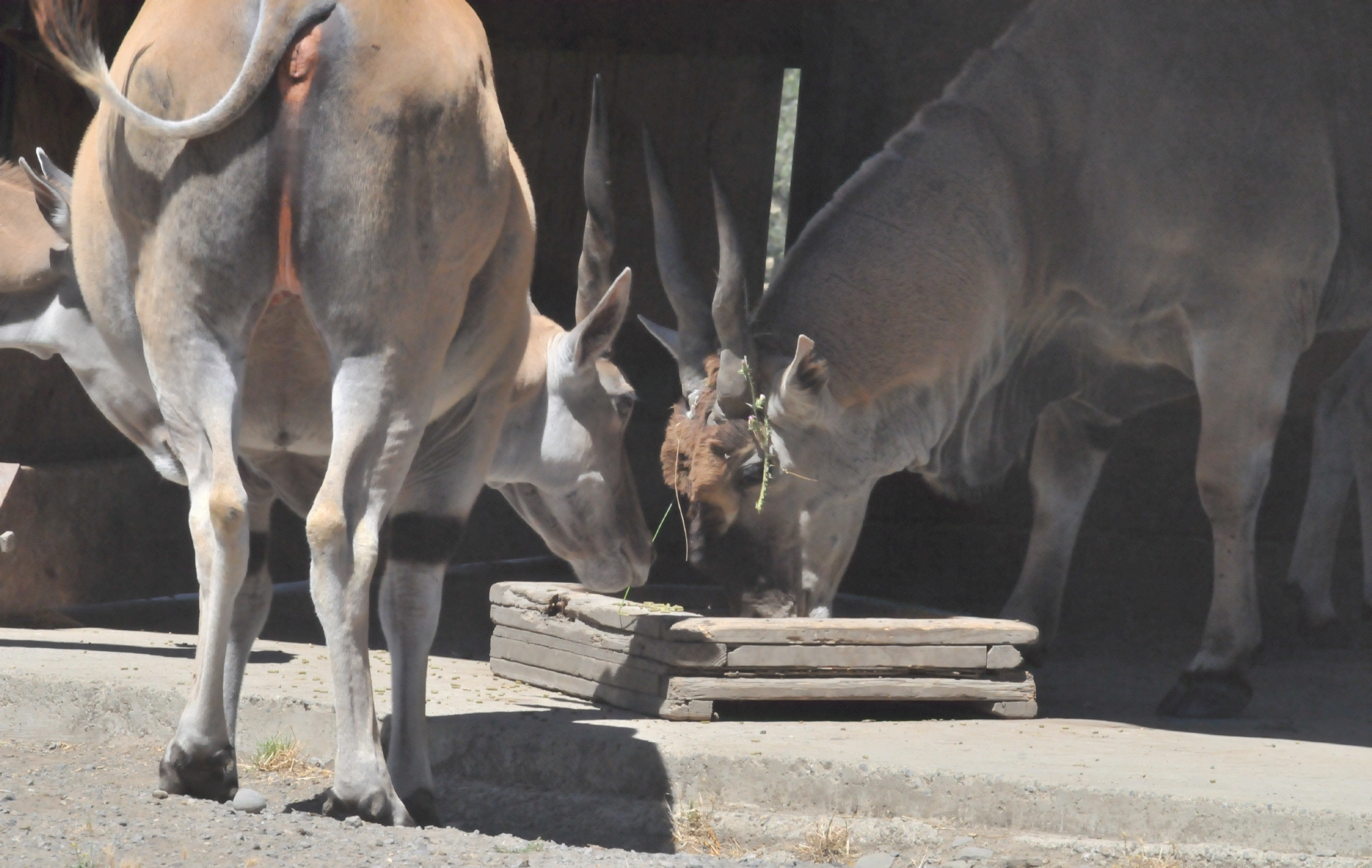 ./Wildlife_Safari_20160825_113556_B16_0159.jpg