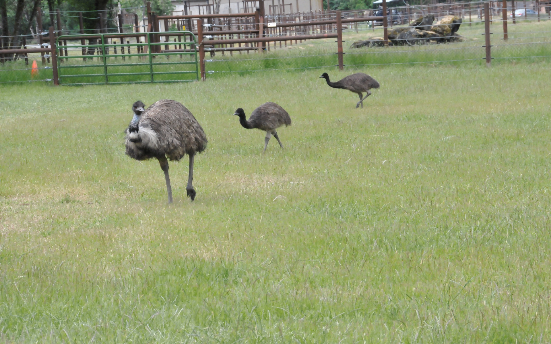 ./Common_Ostrich_20210522_112502_C21_0513.jpg