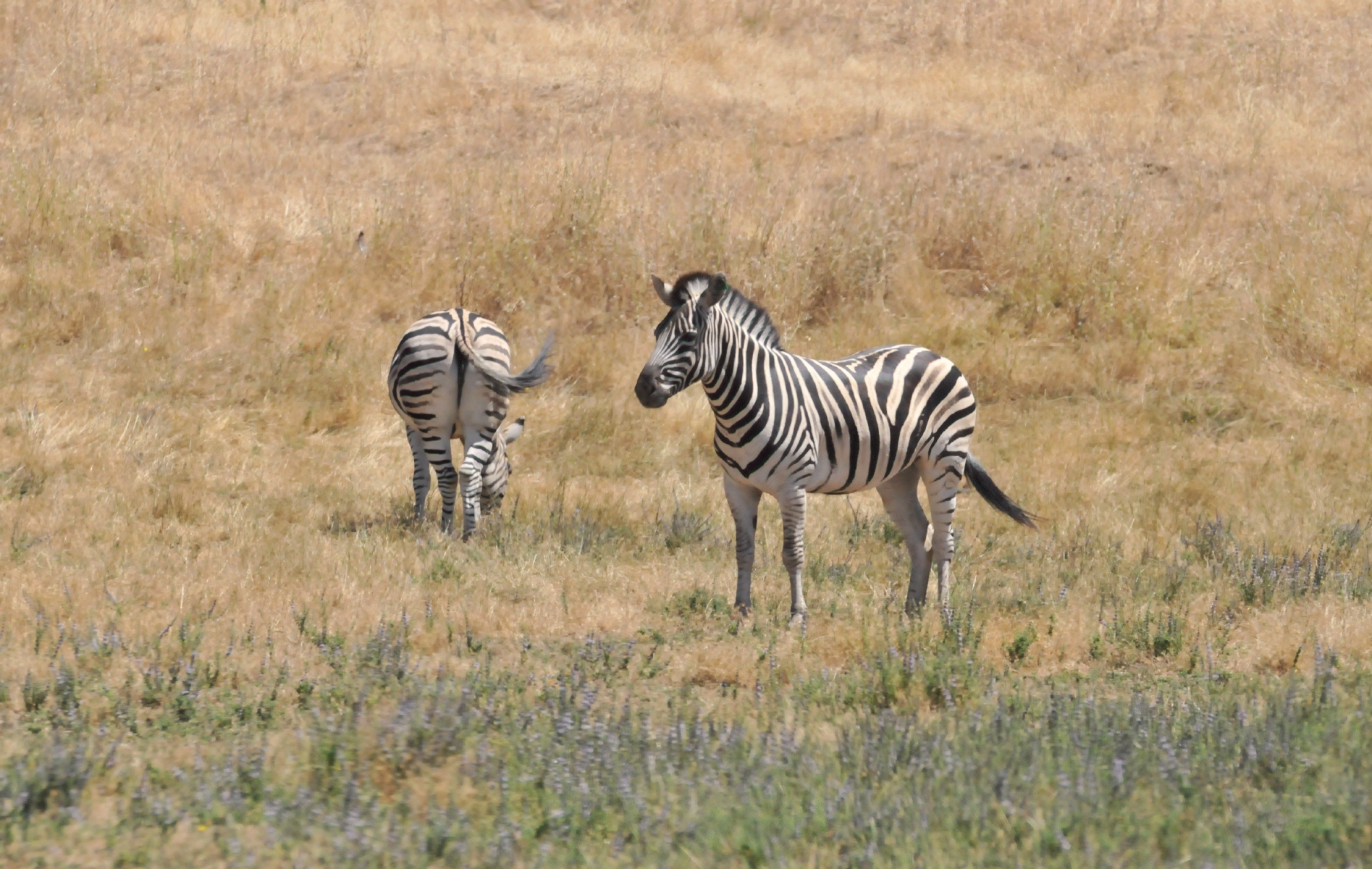 ./Wildlife_Safari_20160825_124655_B16_0302.jpg