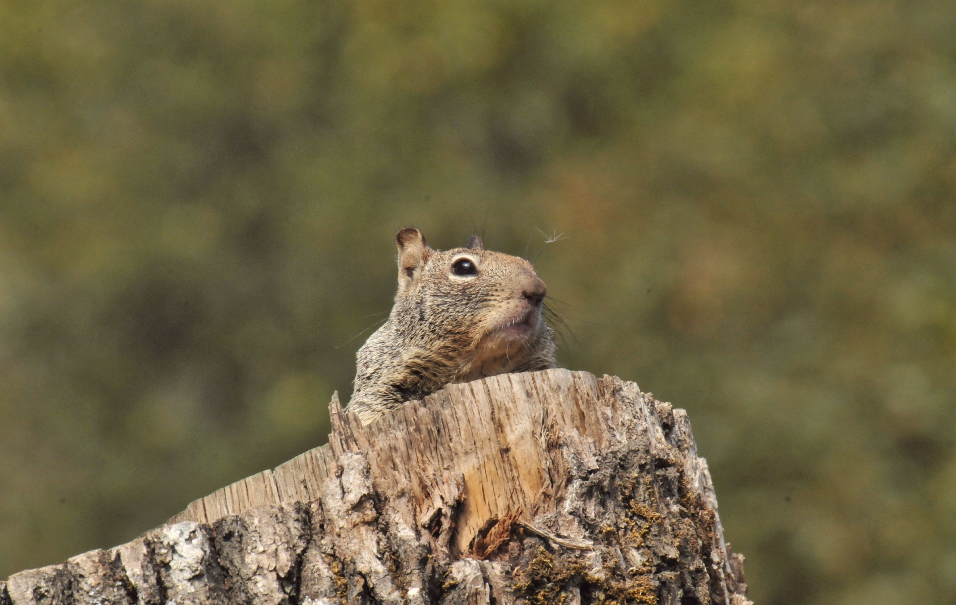 ./Wildlife_Safari_20150924_124426_T15_1734.jpg