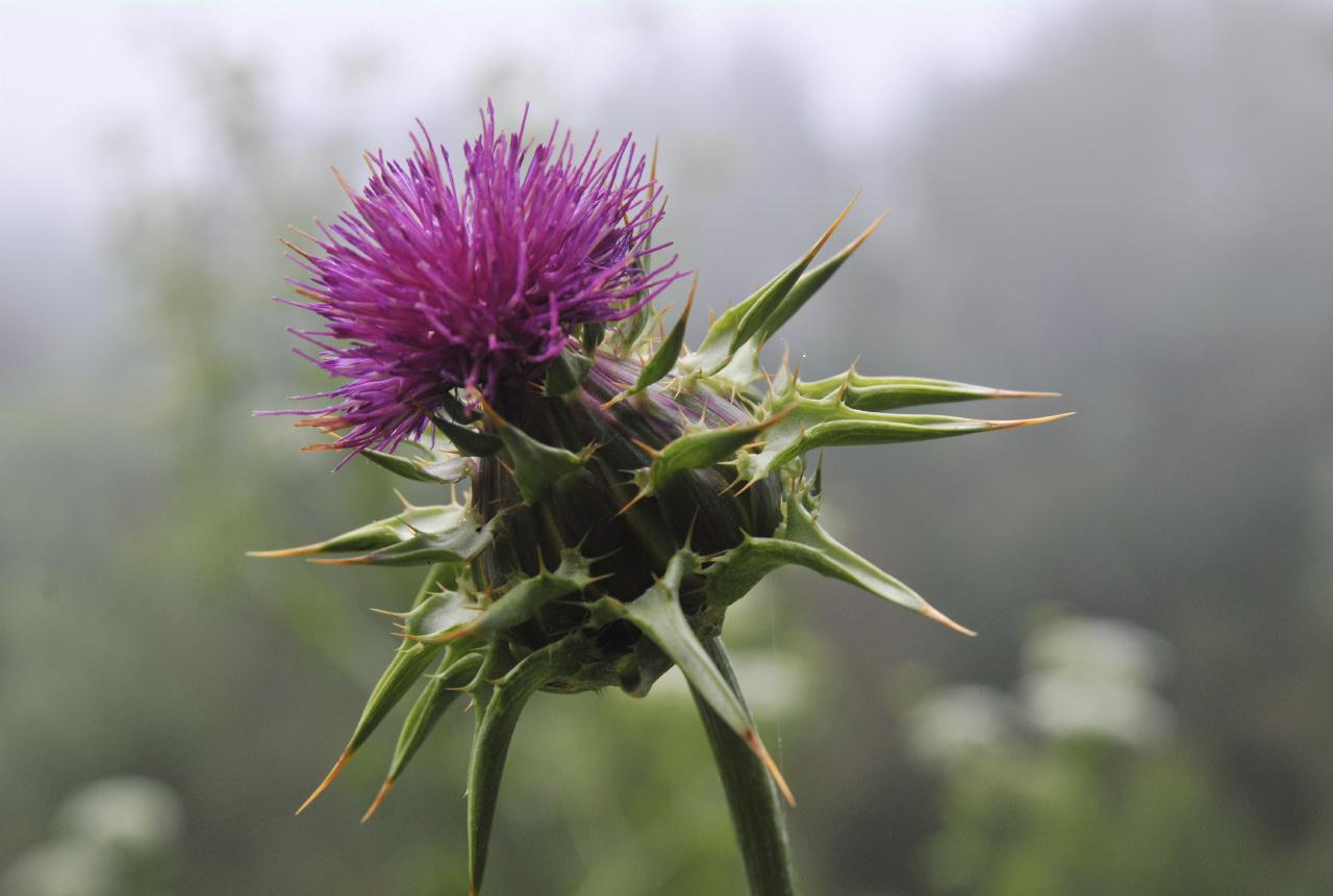 ./Robert_Sibley_Regional_Park_20100609_122800_5899BCX.jpg