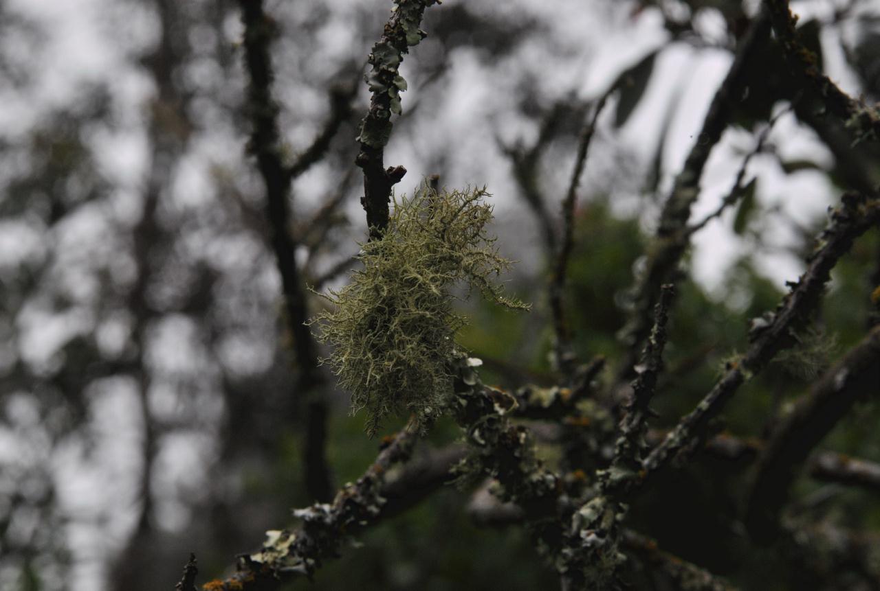 ./Robert_Sibley_Regional_Park_20100609_123118_5904BCX.jpg