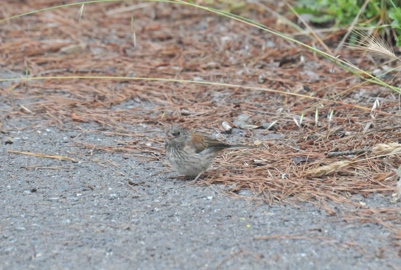 ./Robert_Sibley_Regional_Park_20100609_123718_8397TNT.jpg