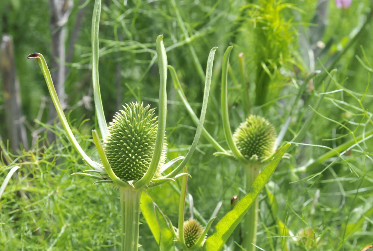 ./Robert_Sibley_Regional_Park_20100609_141844_5999BCX.jpg