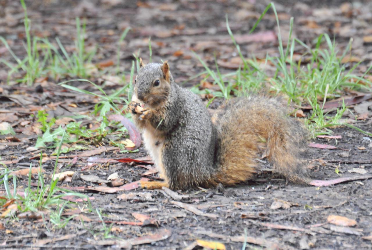 ./Tilden_Park_Nature_Area_20100518_115622_8304TNT.jpg