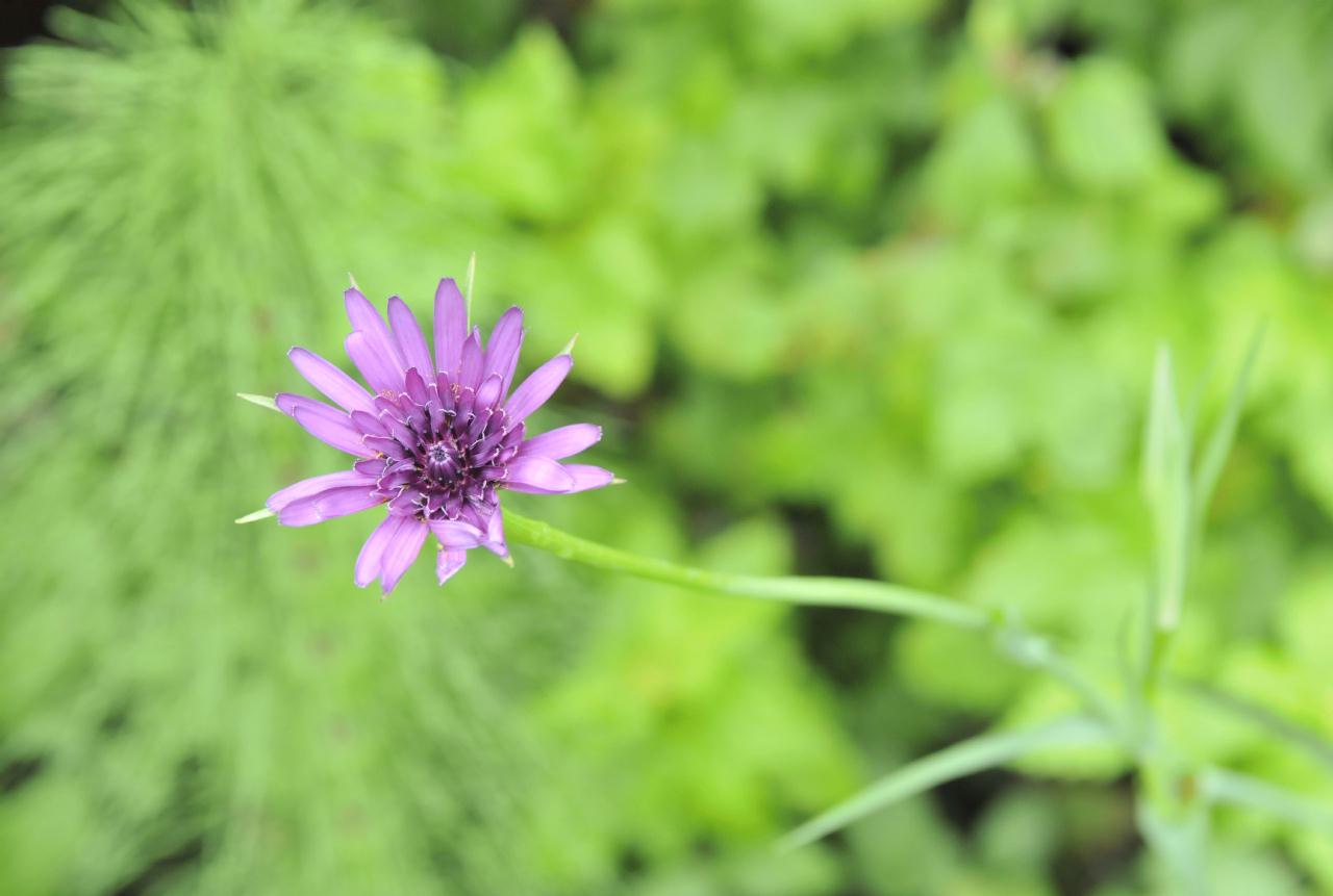 ./Tilden_Park_Nature_Area_20100518_121028_4790BCX.jpg