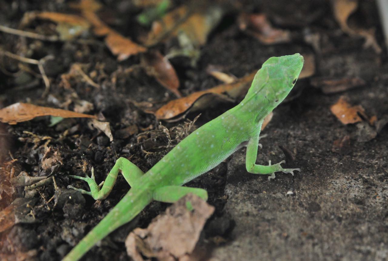 ./ReptileAmphibianMuseumMonteverdeCostaRica20080915_07_4705BCX.jpg