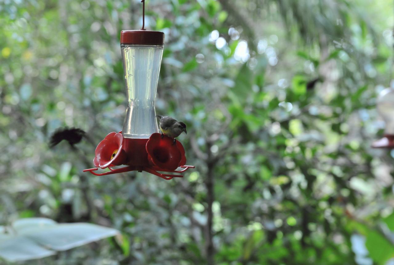 ./HummingbirdsMonteverdeCostaRica20080914_02_4489BCX.jpg