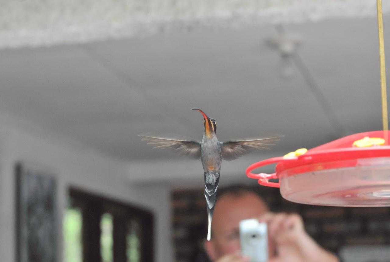 ./HummingbirdsMonteverdeCostaRica20080914_07_4507BCX.jpg