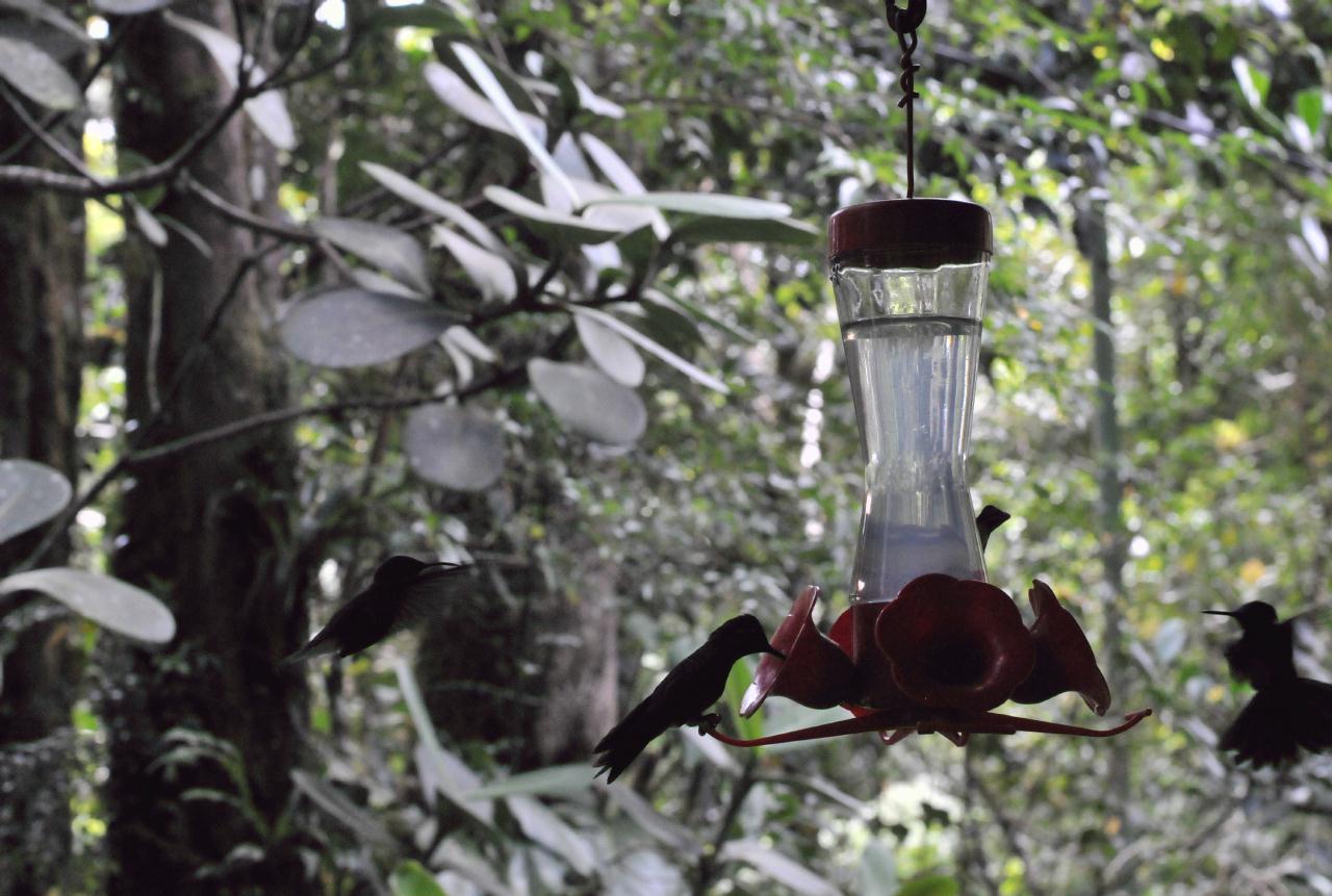 ./HummingbirdsMonteverdeCostaRica20080914_08_2415TNT.jpg