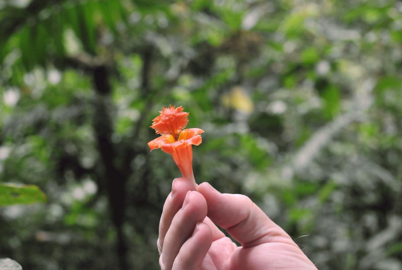 ./MonteverdeNaturHikeCostaRica20080914_24_2369TNT.jpg