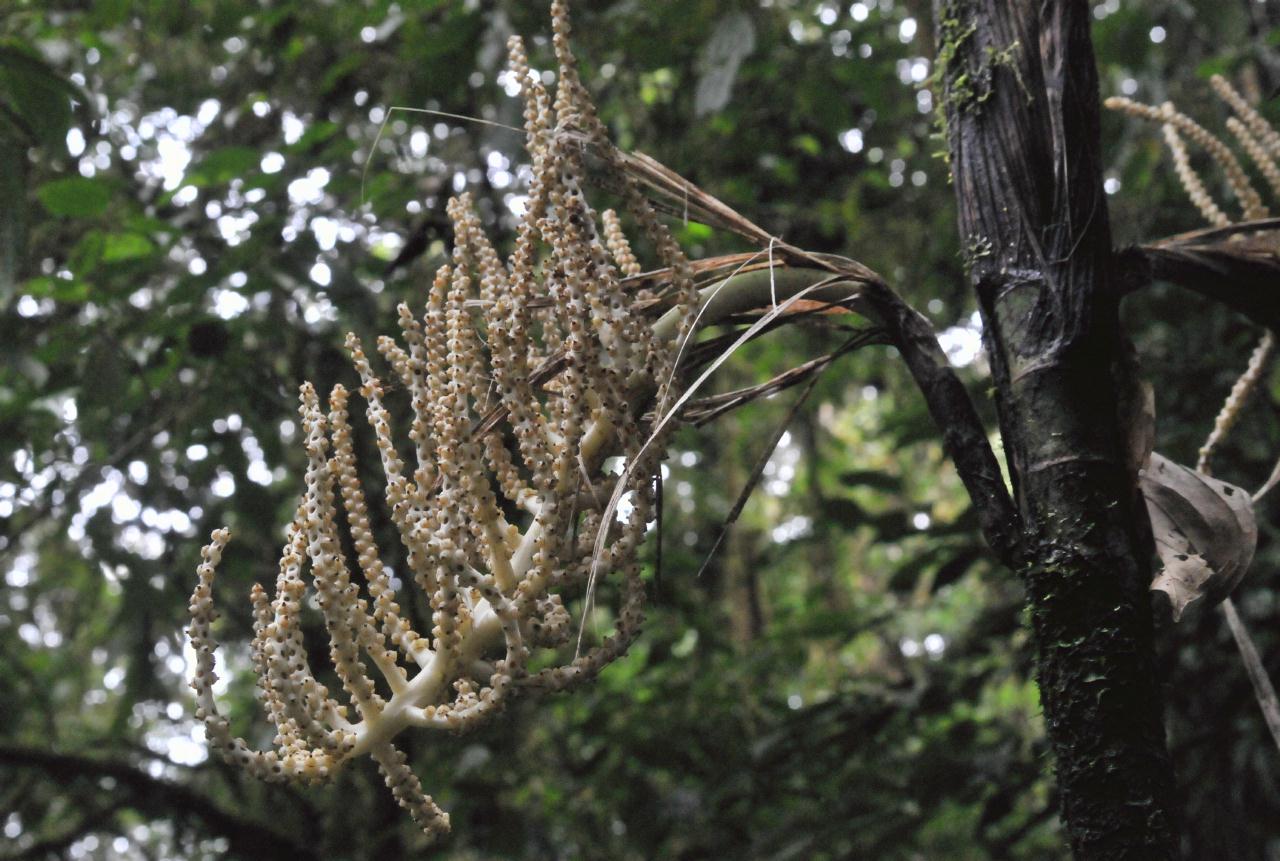 ./MonteverdeNaturHikeCostaRica20080914_24_4463BCX.jpg