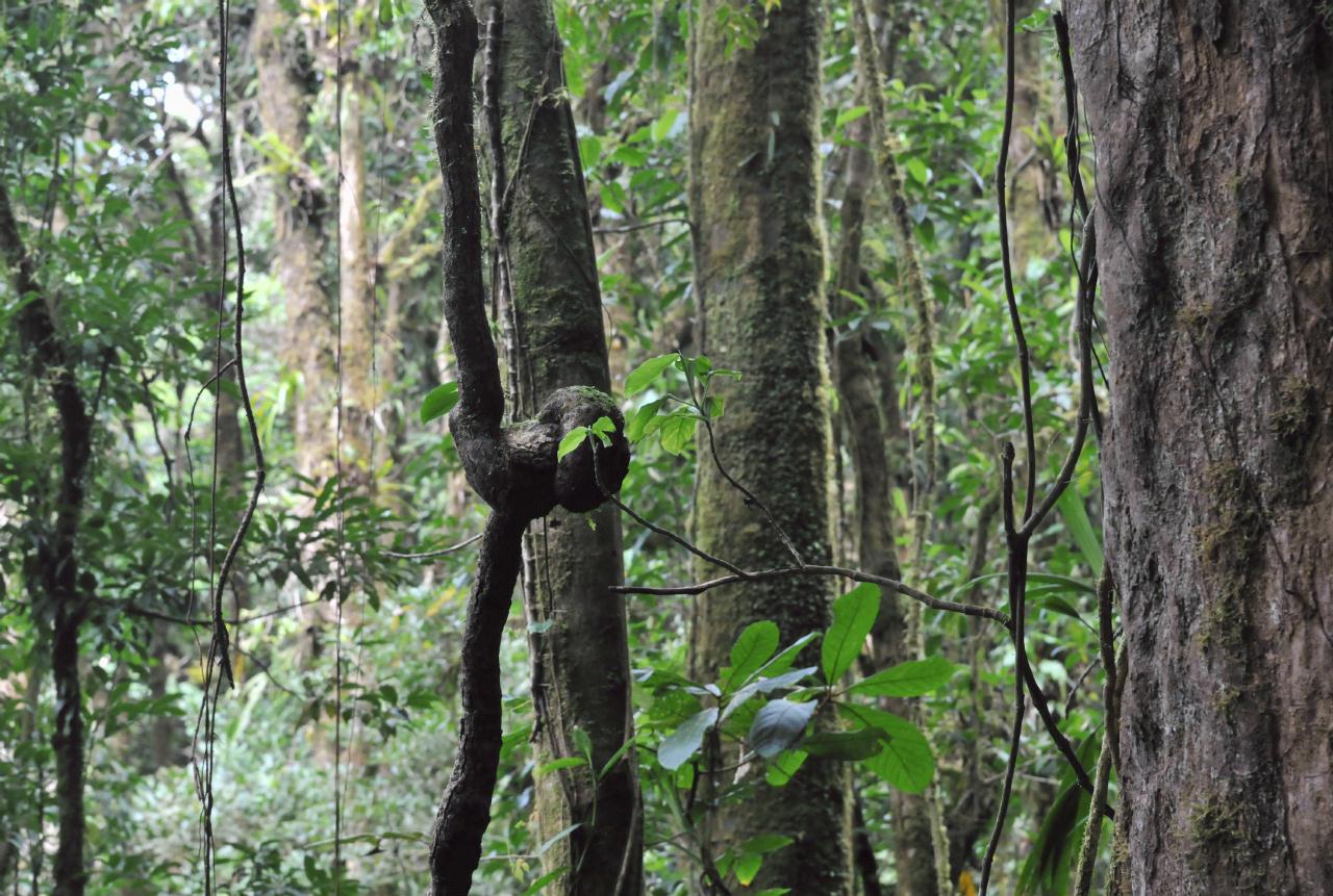 ./MonteverdeNaturHikeCostaRica20080914_25_4469BCX.jpg