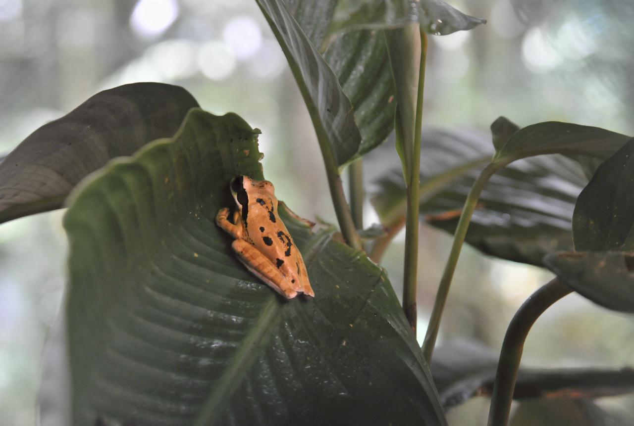 ./ReptileAmphibianMuseumMonteverdeCostaRica20080915_03_4698BCX.jpg