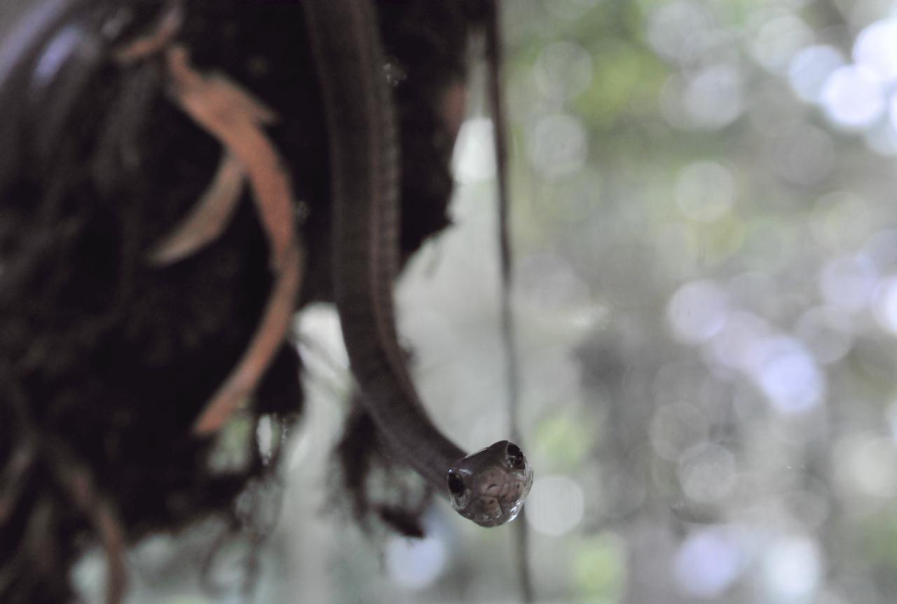 ./ReptileAmphibianMuseumMonteverdeCostaRica20080915_05_4701BCX.jpg