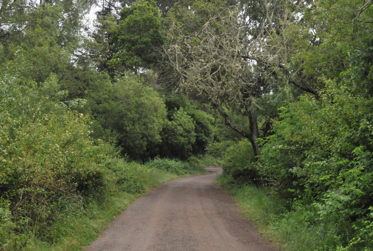 ./Tilden_Park_Nature_Area_20100518_103612_4705BCX.jpg