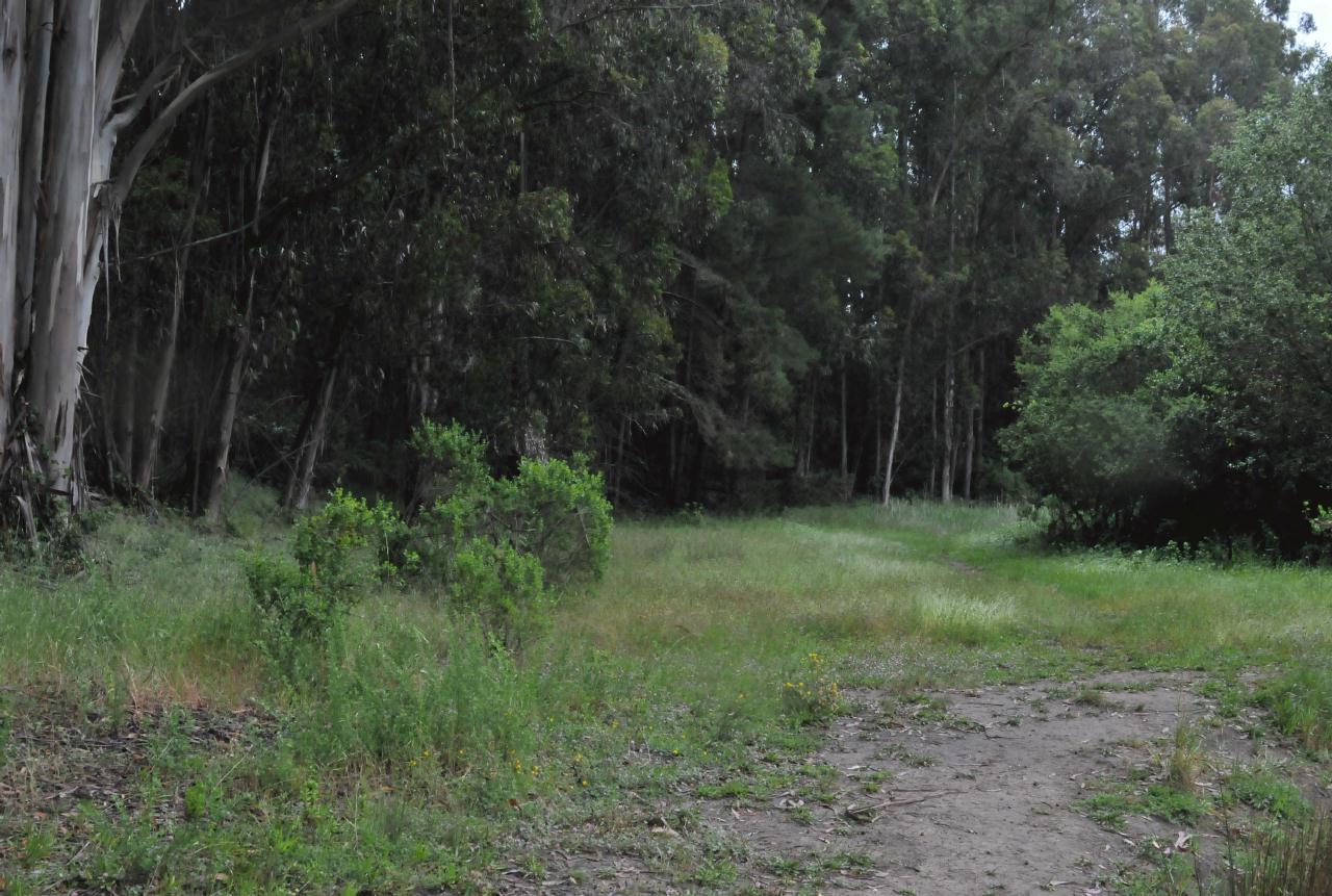 ./Tilden_Park_Nature_Area_20100518_105014_4716BCX.jpg