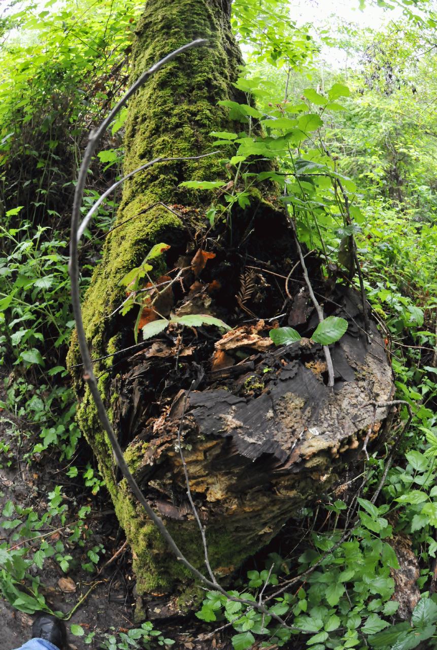 ./Tilden_Park_Nature_Area_20100518_111346_4738BCX.jpg