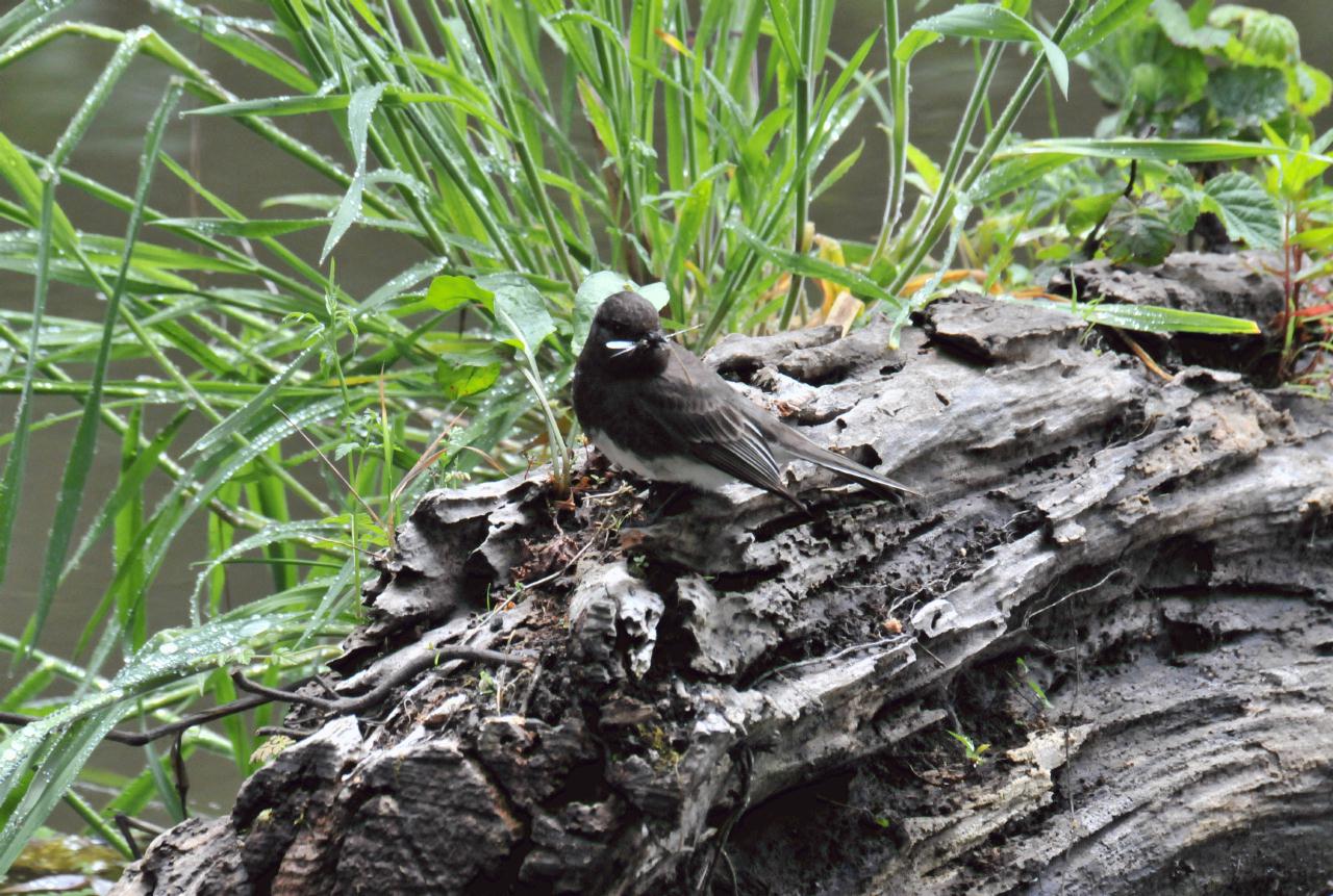 ./Tilden_Park_Nature_Area_20100518_112104_8276TNT.jpg