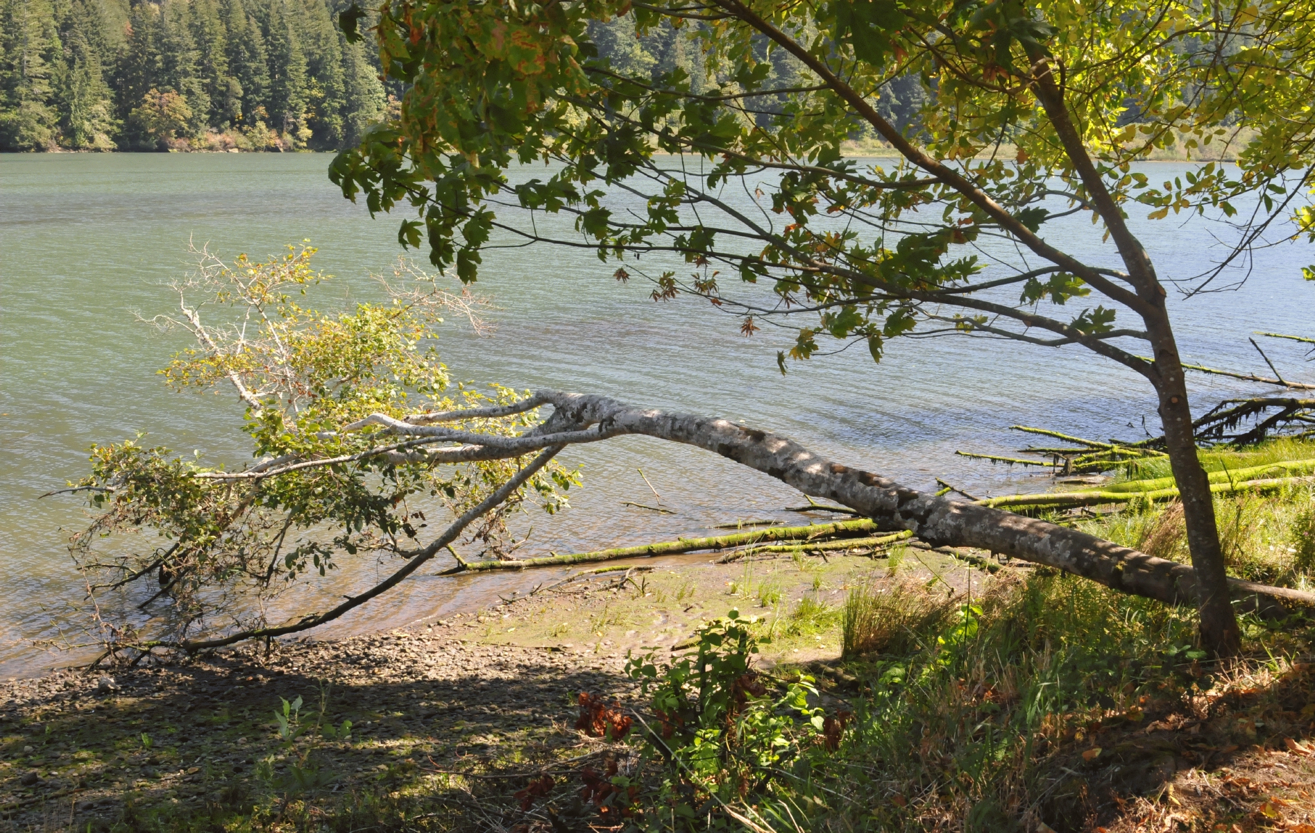 ./Umpqua_Wayside_20160908_131112_C16_9687.jpg