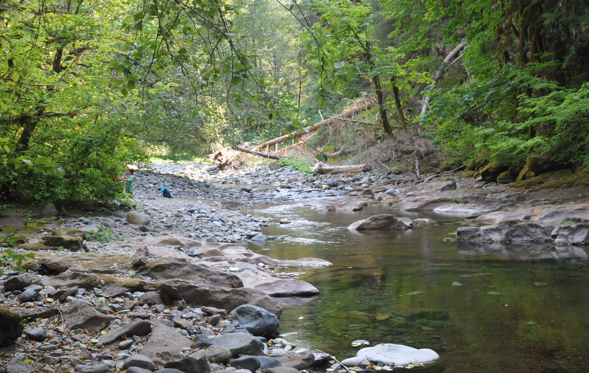 ./Brice_Creek_20150826_131610_C15_4321.jpg