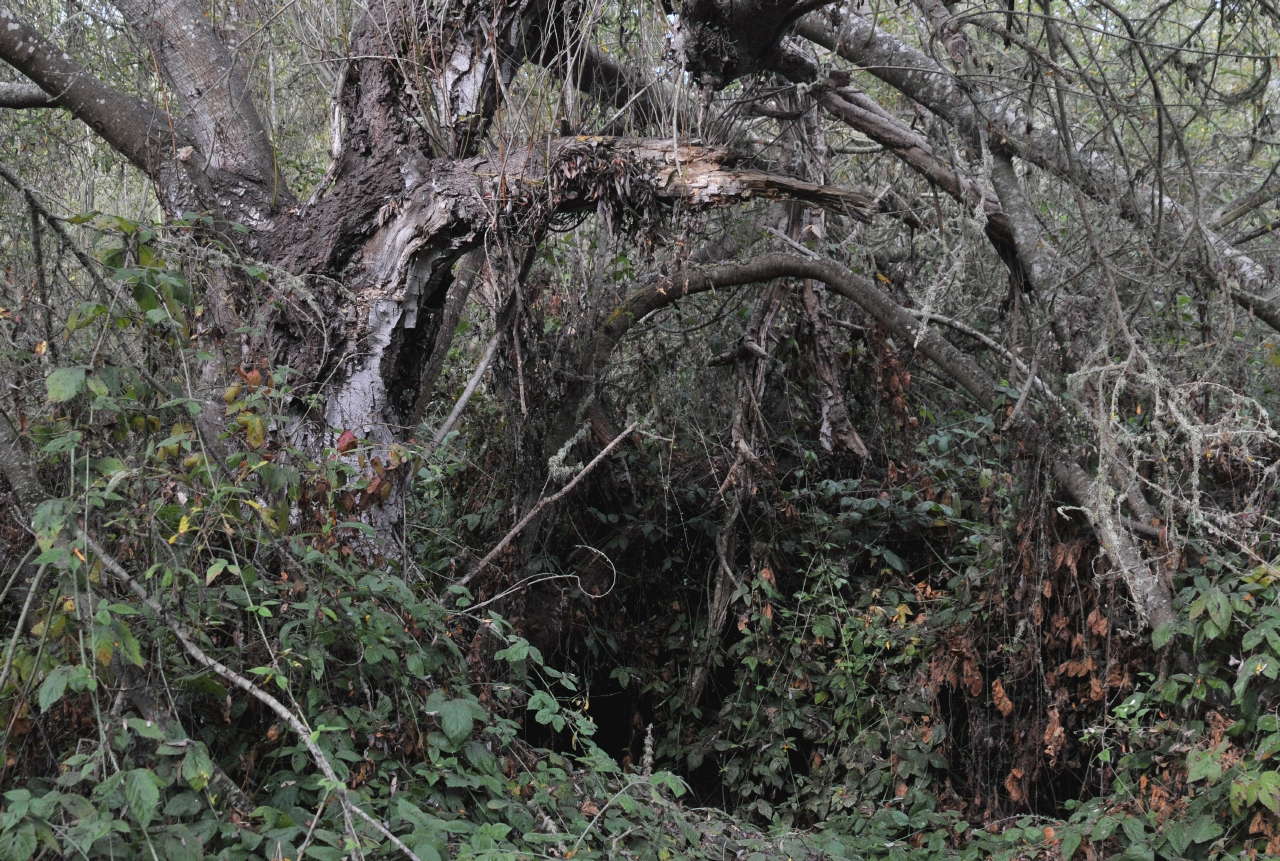 ./Elkhorn_Slough_20101022_102122_BCY_2647.jpg