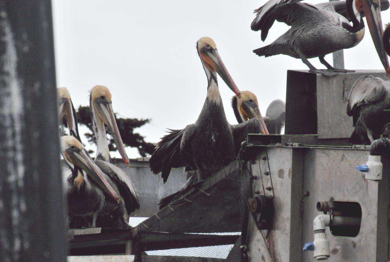 ./Elkhorn_Slough_Safari_20100312_094930_7512TNT.jpg