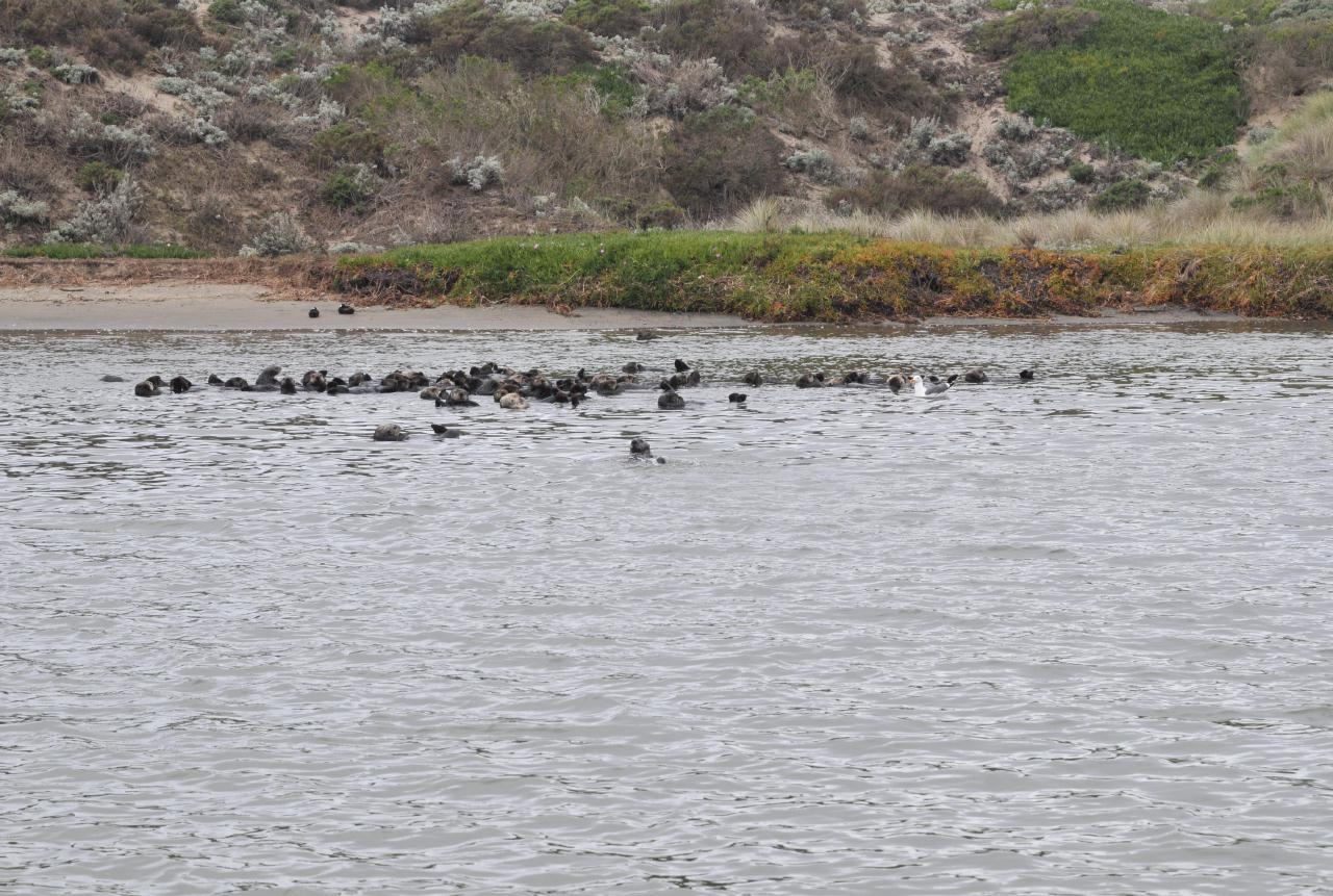 ./Elkhorn_Slough_Safari_20100312_095830_2789BCX.jpg