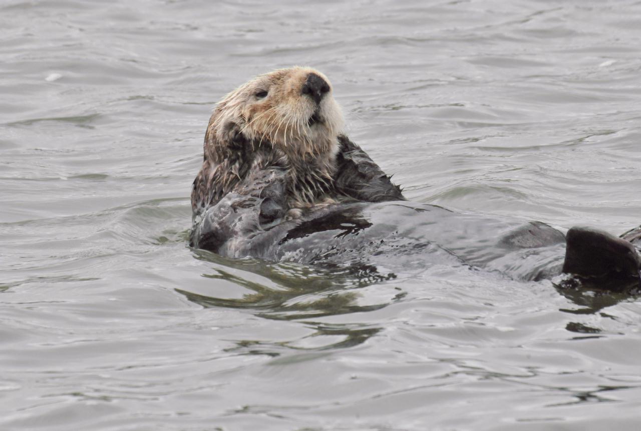 ./Elkhorn_Slough_Safari_20100312_100206_7577TNT.jpg