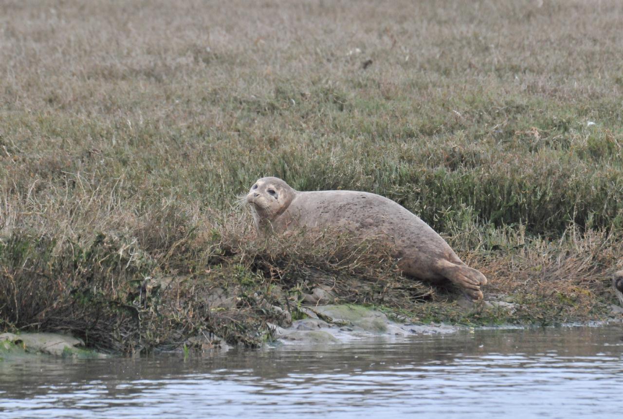 ./Elkhorn_Slough_Safari_20100312_101302_7623TNT.jpg