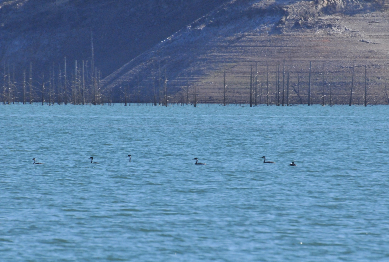 ./Shasta_Lake_20130919_102037_T13_1138.jpg