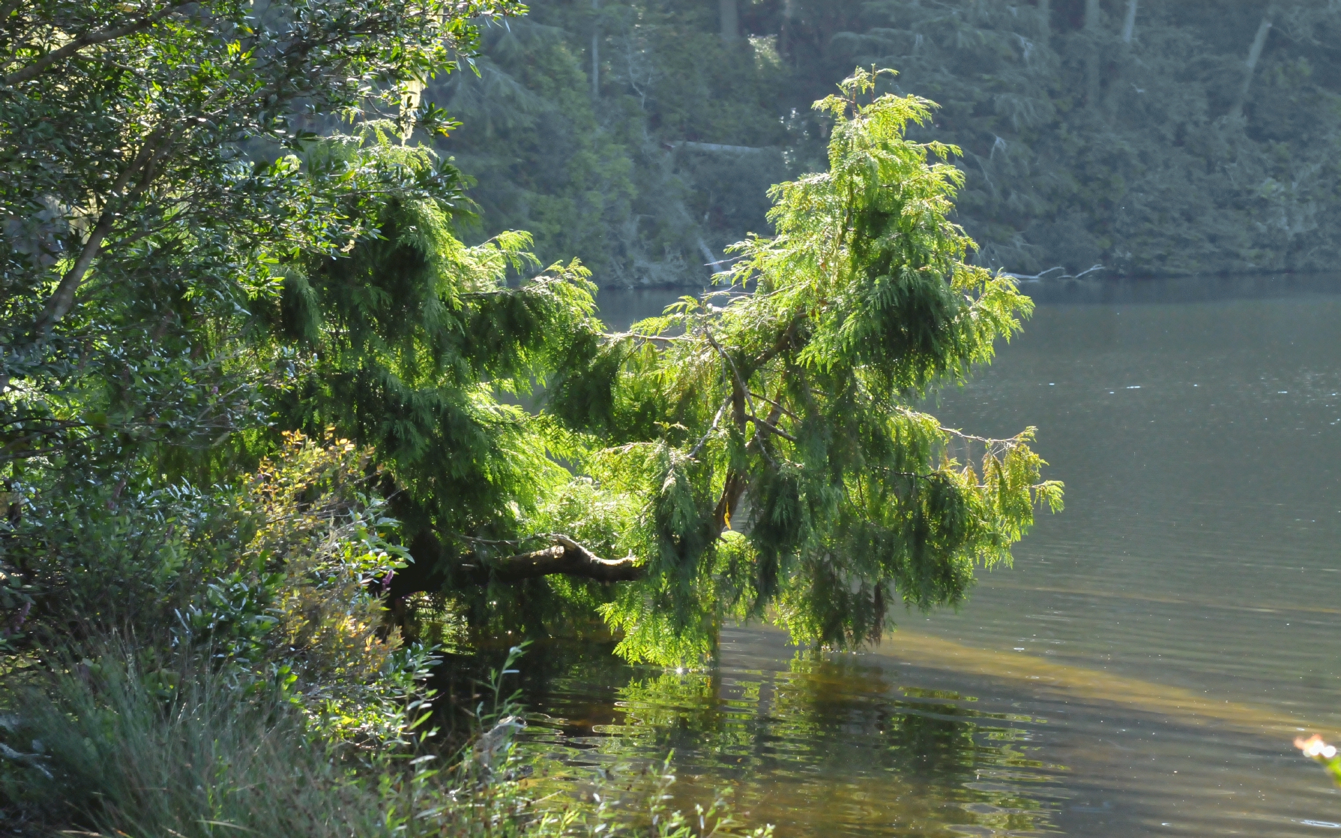 ./Lake_Marie_Oregon_State_Park_20190719_092429_C19_3728.jpg