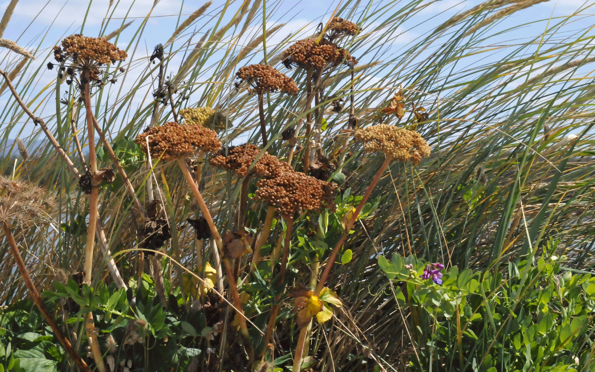 ./Siuslaw_River_South_Jetty_20190719_114457_C19_3788.jpg