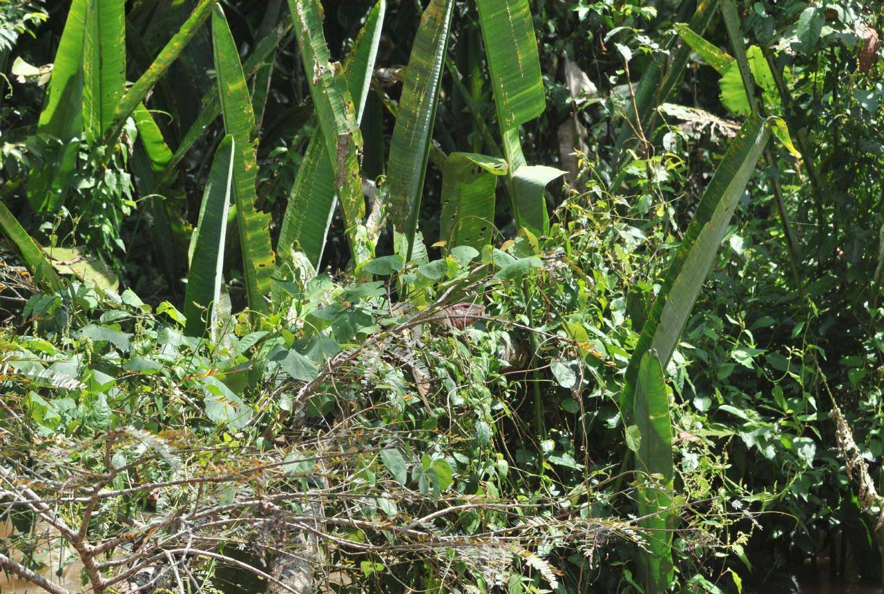 ./FishingTripAmazonPeru20090407_113508_2583BCX.jpg