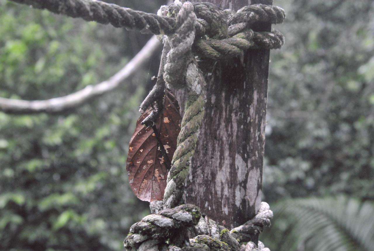 ./JungleCampAmazonPeru20090409_40_090454_3034BCX.jpg