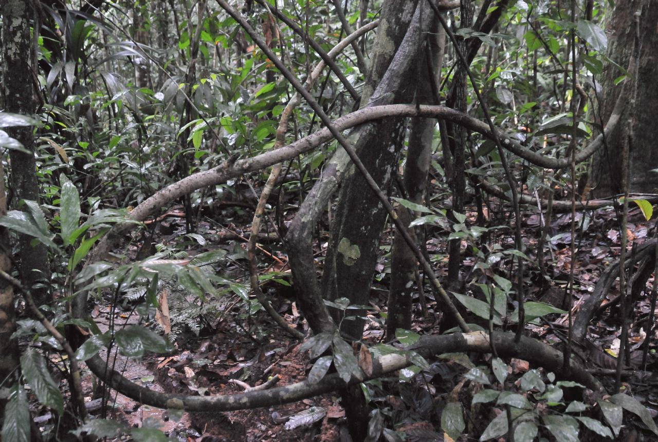 ./JungleCampAmazonPeru20090409_46_093218_3064BCX.jpg