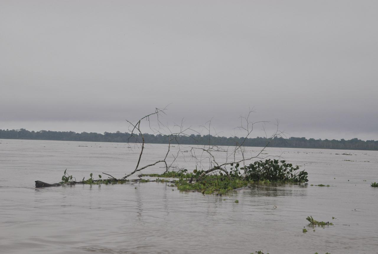 ./AmazonRiver20090406_084416_2241BCX.jpg