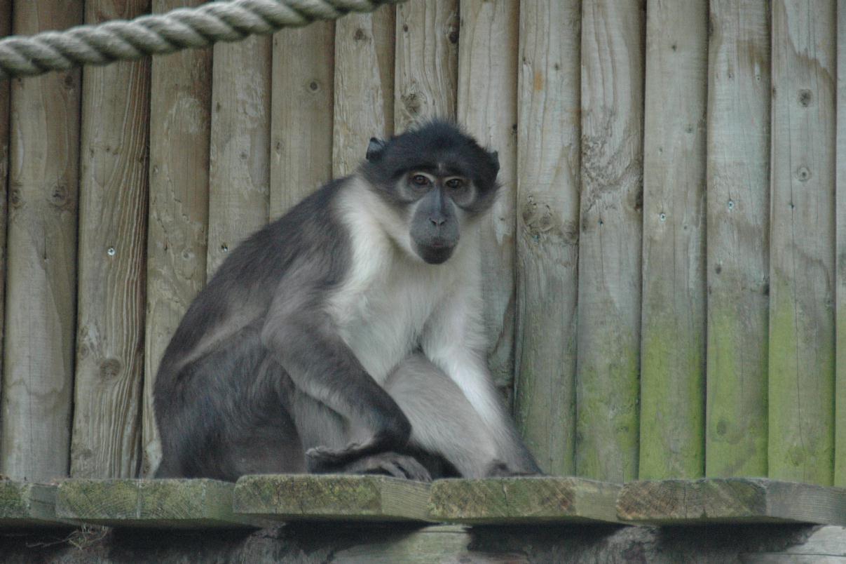 ./DublinZoo2007_05.jpg