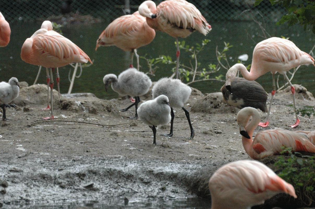 ./DublinZoo2007_10.jpg